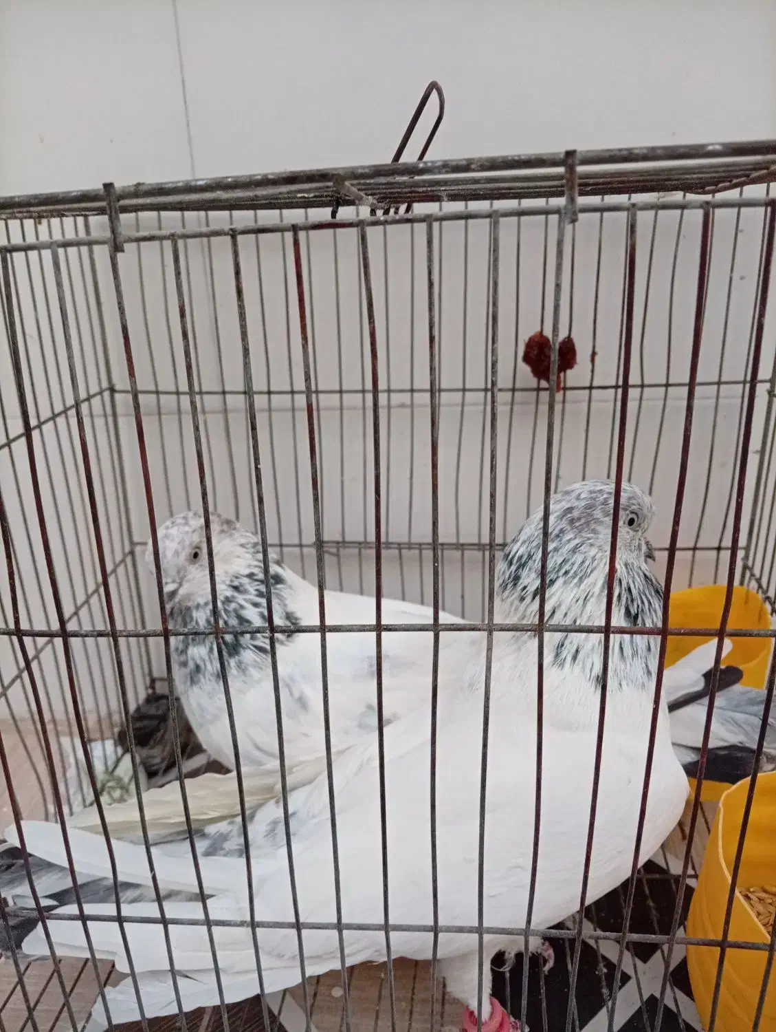 باسلام یه جفت شیخ نسل قدیم فروشی|پرنده|شادگان, |دیوار