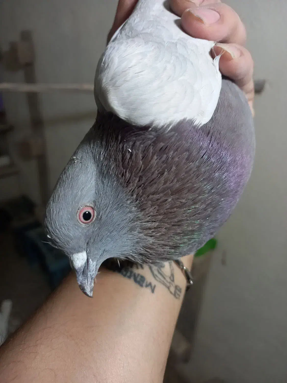 کبوتر پیس مسجدی|پرنده|برخوار, |دیوار