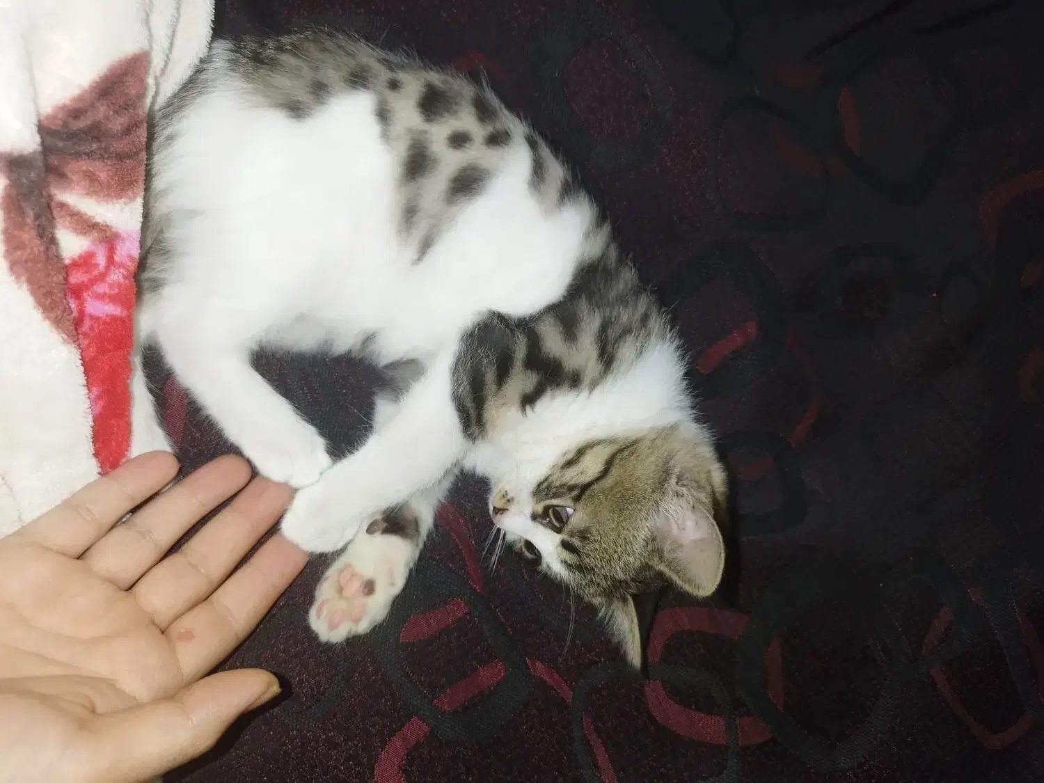 واگذاری رایگان گربه خانگی|گربه|کرمان, |دیوار