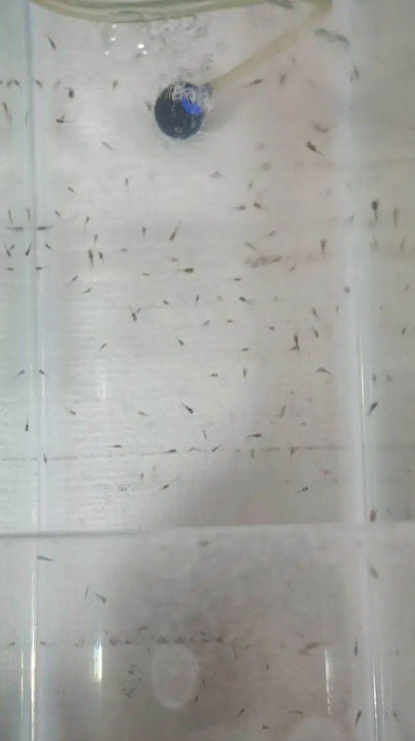 ماهی گوپی . مولد . بچه ماهی|ماهی|تاکستان, |دیوار