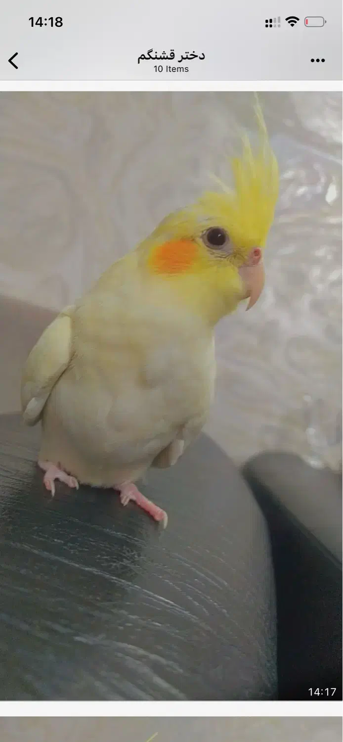 گم شده|حیوانات|کرج, شهرک بنفشه|دیوار