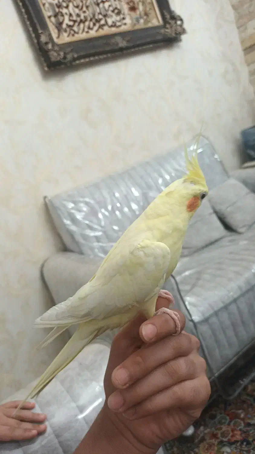 عروس هلندی ماده دستی|پرنده|ری, جوانمرد قصاب|دیوار