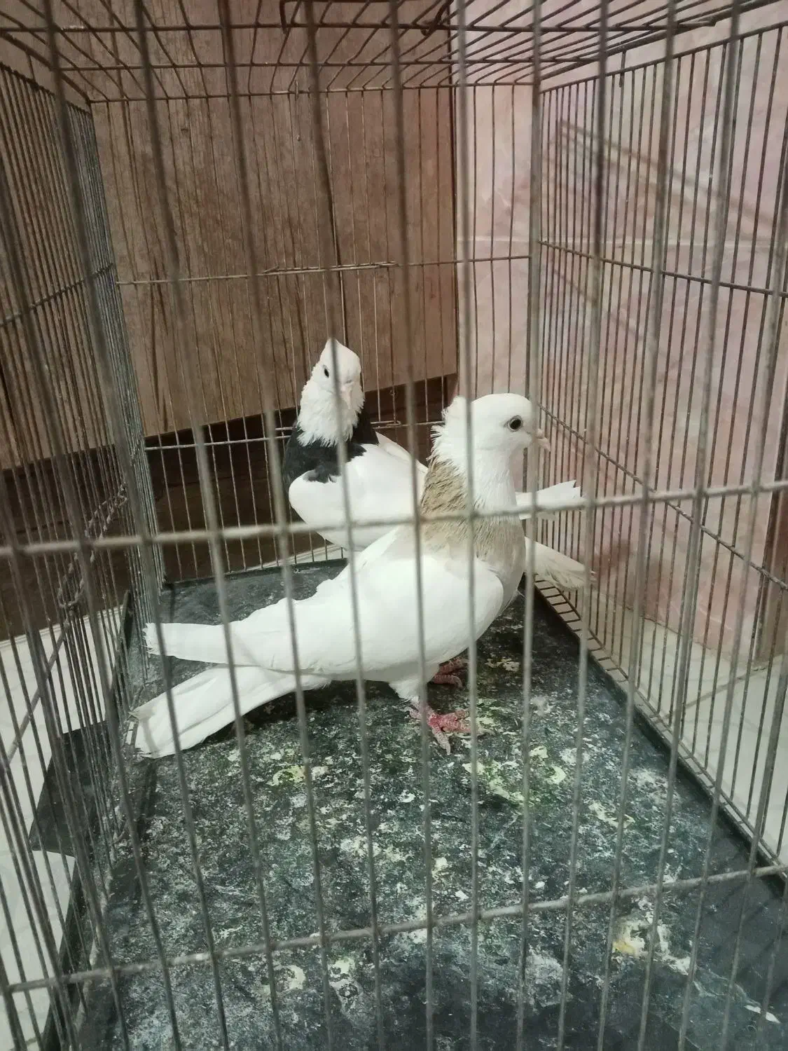 طوقی نرو ماده|پرنده|پیر بکران, |دیوار