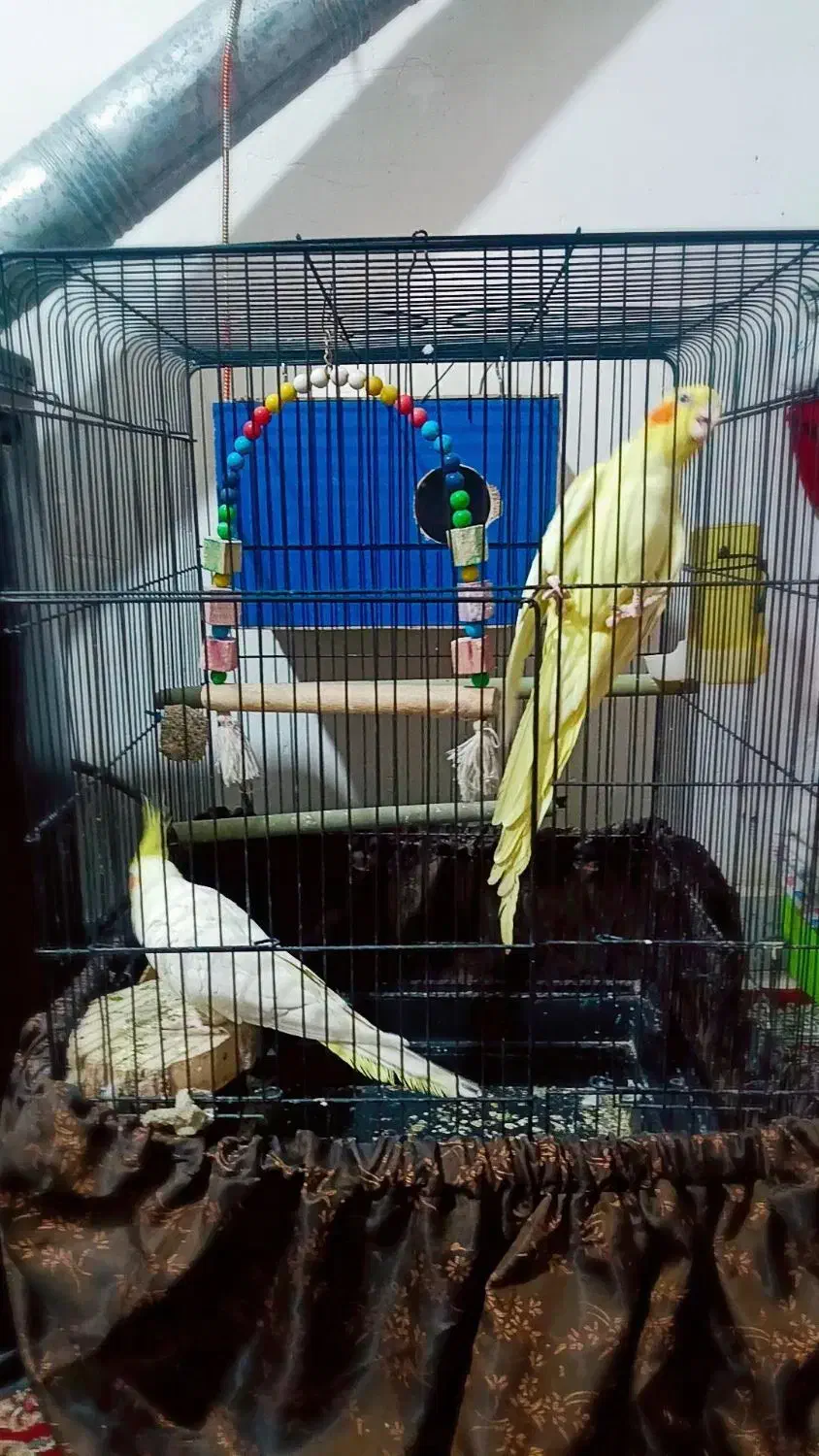 عروس هلندی|پرنده|پاکدشت, پاکدشت (مامازند)|دیوار