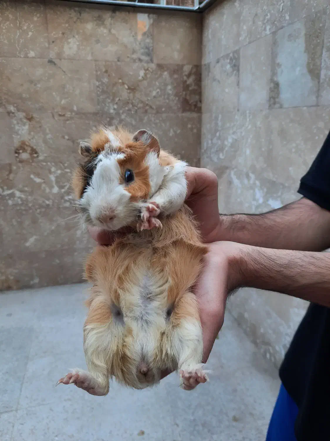 فروش خوکچه هندی|موش و خرگوش|شیراز, آزادگان|دیوار