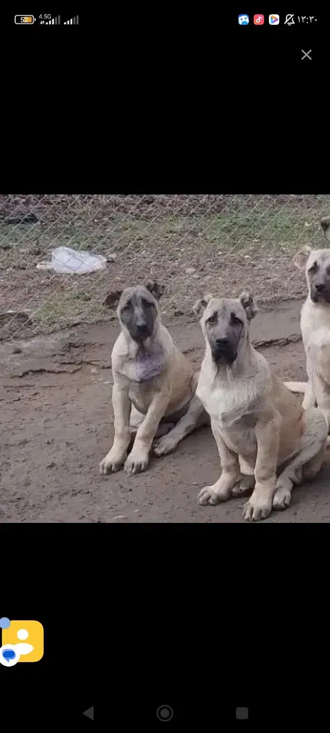 سرپرستی قبول میکنم مطالعه کنید|سگ|خنداب, |دیوار