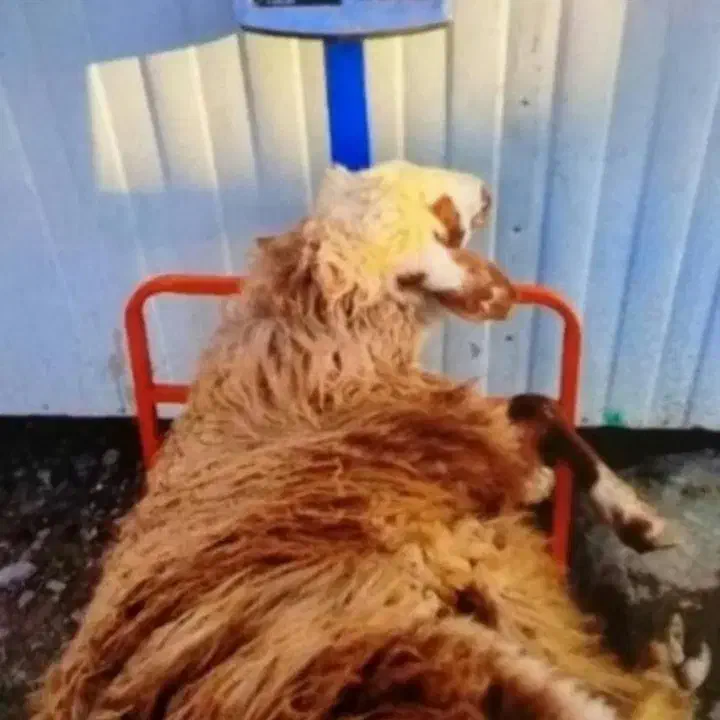 همه وزن گوسفند‌نذری عقیقه با هر توان مالی|حیوانات مزرعه|قم, جمکران|دیوار