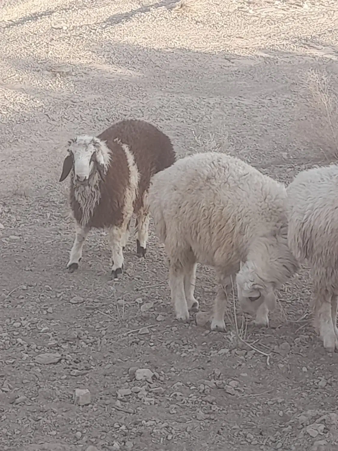 بره فروشی|حیوانات مزرعه|ارزوئیه, |دیوار