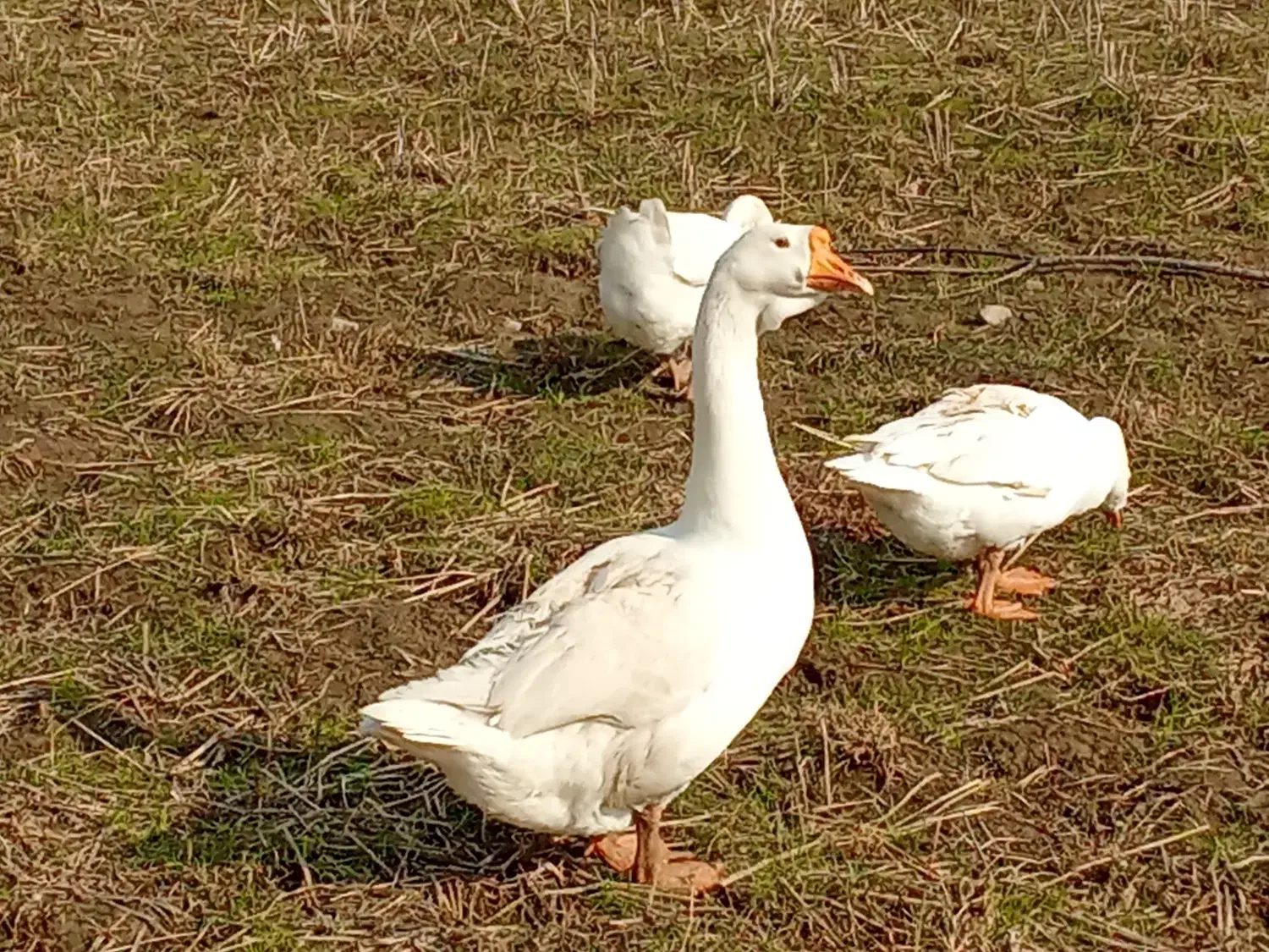 فروش غاز اوکراینی نر و ماده|حیوانات مزرعه|قائمشهر, |دیوار