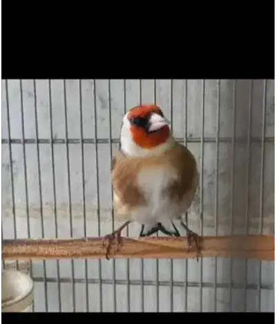 سهره مست مست بخوان|پرنده|صحنه, |دیوار