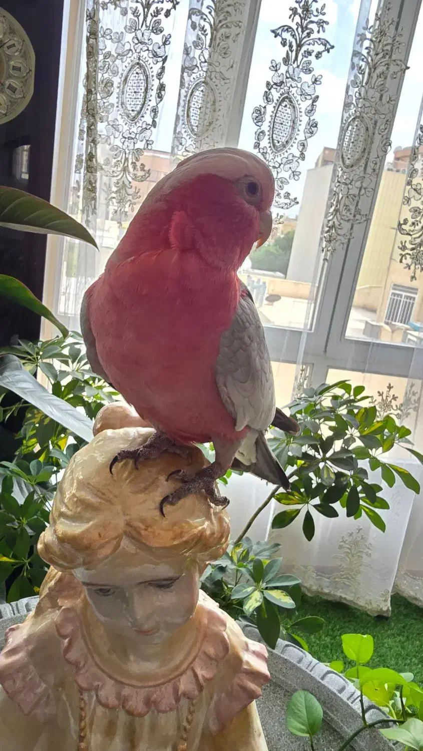 طوطی کاکادو گالارز رام سخنگو|پرنده|اصفهان, شاهزید|دیوار