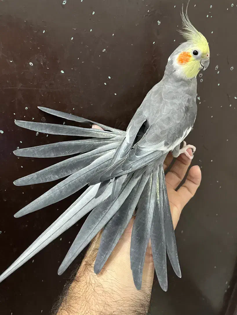 عروس هلندی نر سینامون لوتینو آلبینو بالغ|پرنده|تهران, شکوفه (عبدل آباد)|دیوار