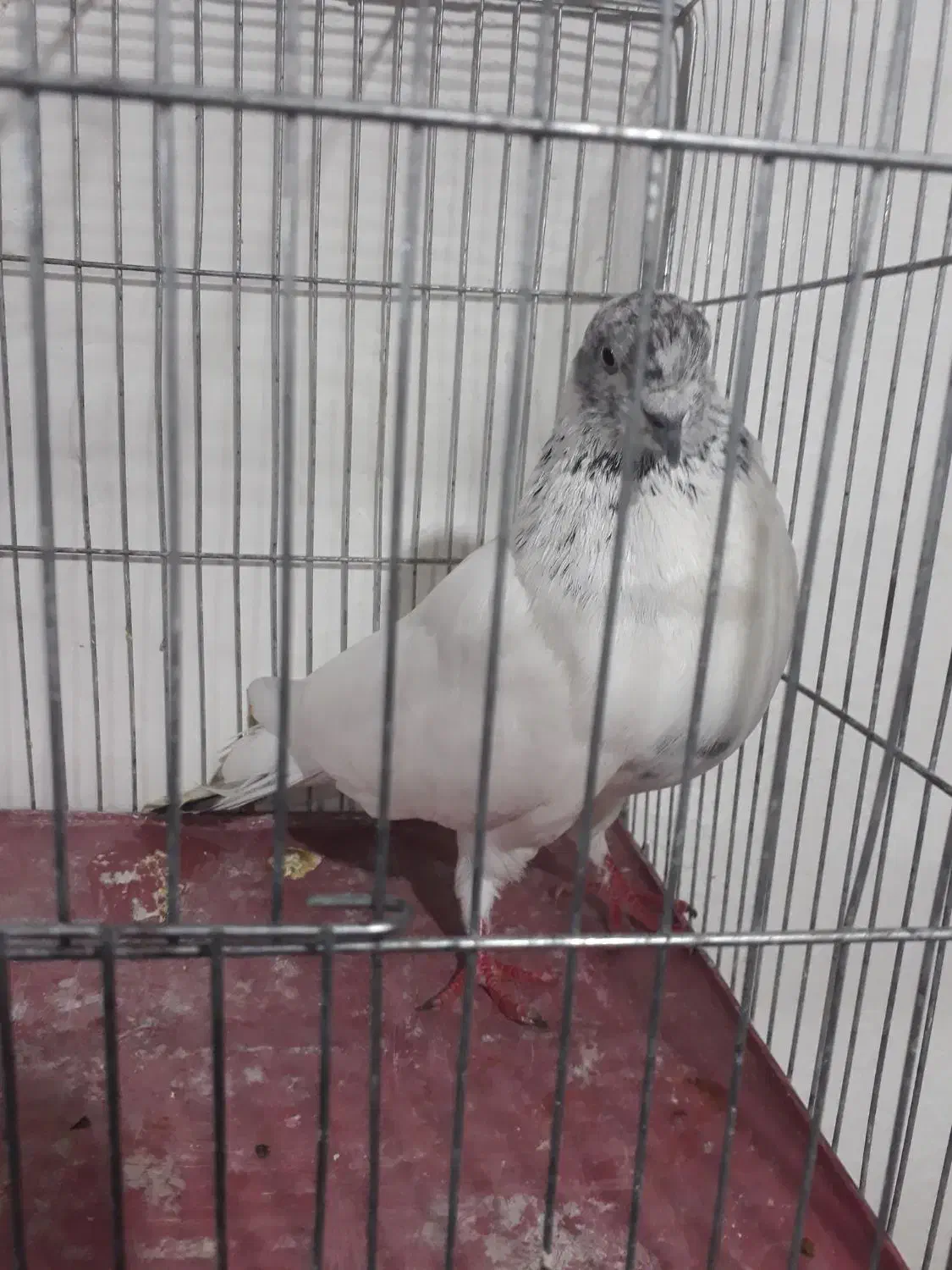 کبوتر غریب گیری|پرنده|رودسر, |دیوار