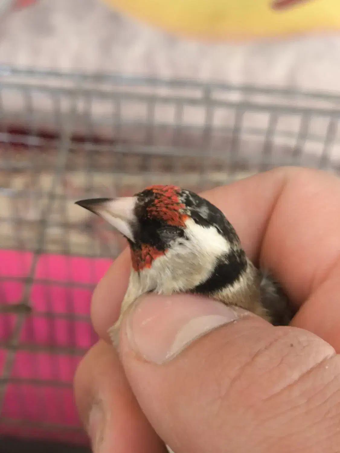 سهره ماده سرحال|پرنده|محمدشهر, ولدآباد|دیوار