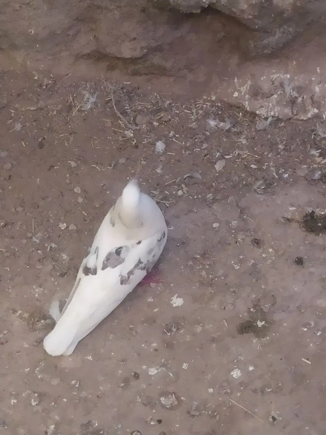 زاغ دم سفید|پرنده|دلیجان, |دیوار