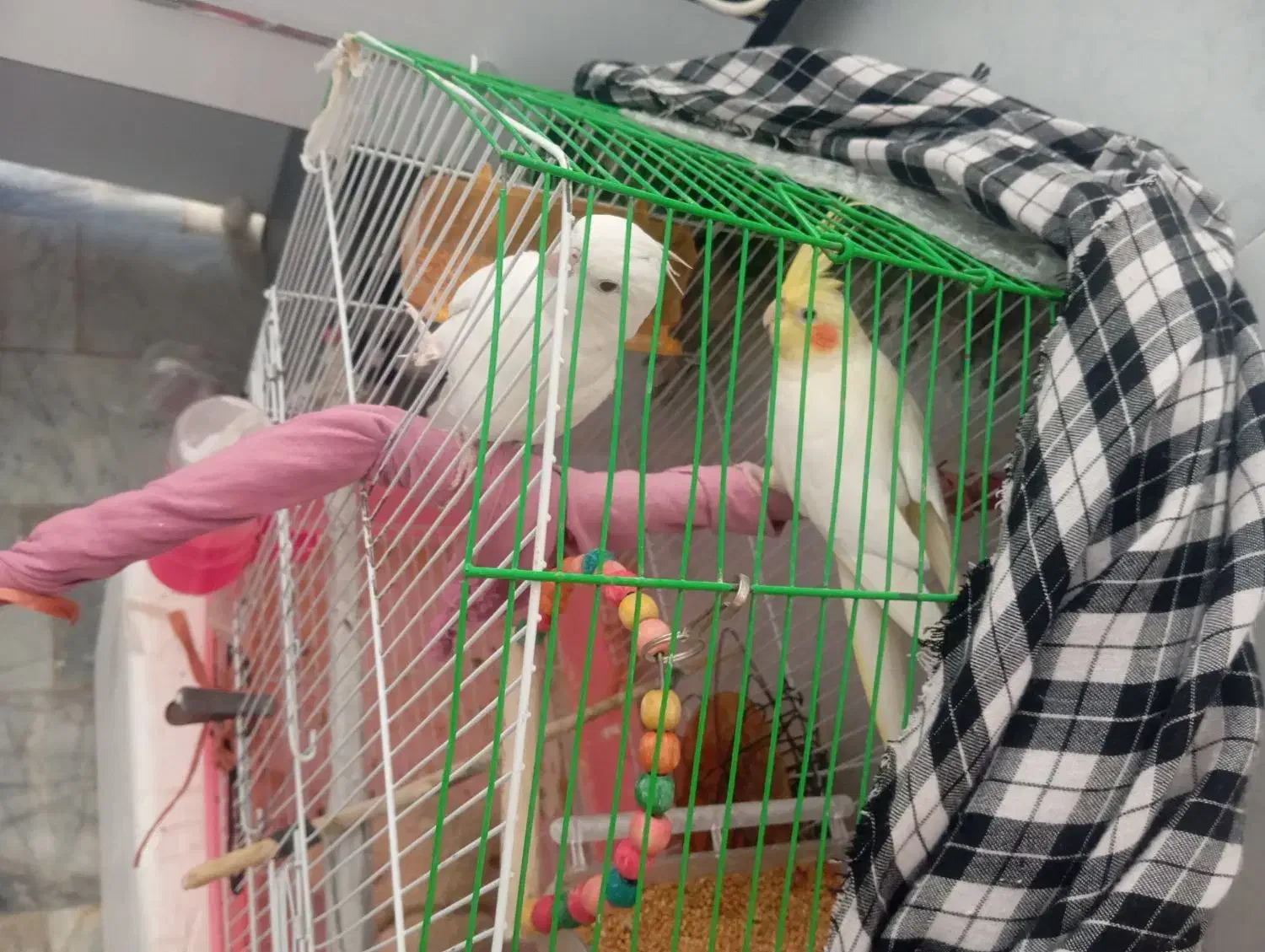 عروسی هلندی جفت|پرنده|زهک, |دیوار