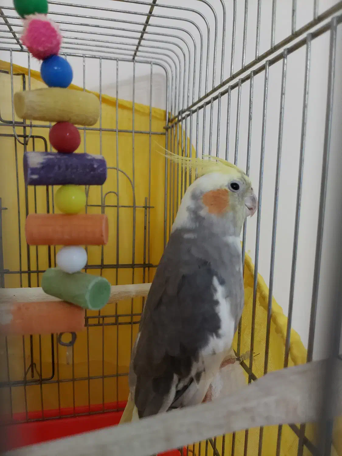 عروس هلندی|پرنده|گرمی, |دیوار