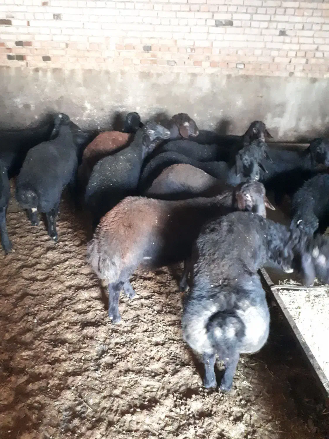 بره نر|حیوانات مزرعه|نقده, |دیوار