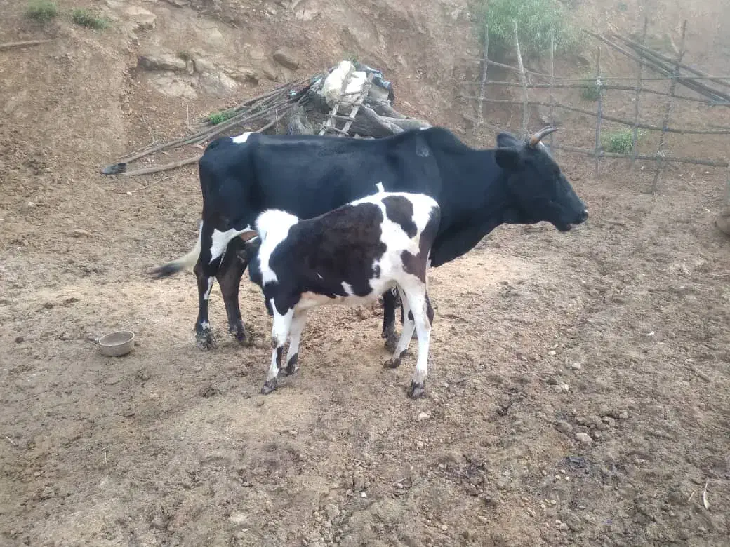 گاوباگوساله نر به فروش میرسد|حیوانات مزرعه|سنگر, |دیوار