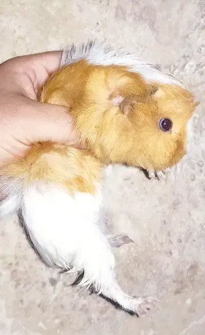 خوکچه هندی|موش و خرگوش|کرج, کوی گلها|دیوار