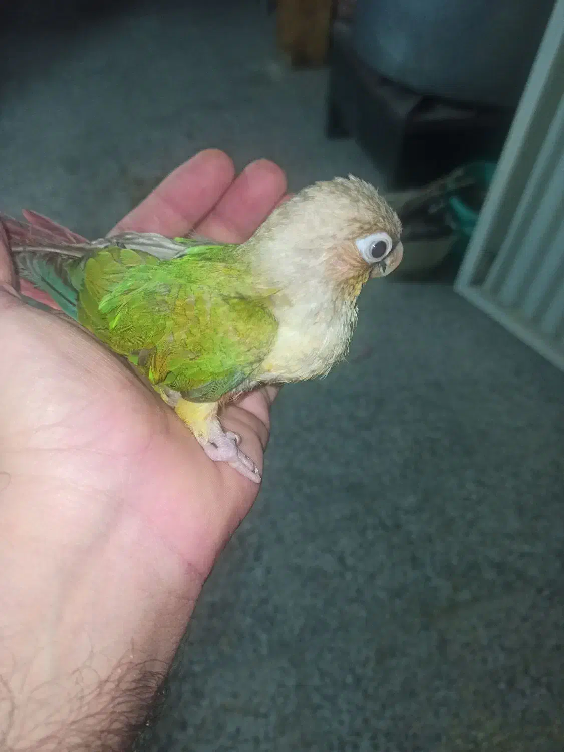 گرینچیک نرمه خور|پرنده|برازجان, |دیوار