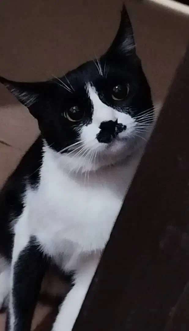 گربه گمشده|گربه|جهرم, |دیوار