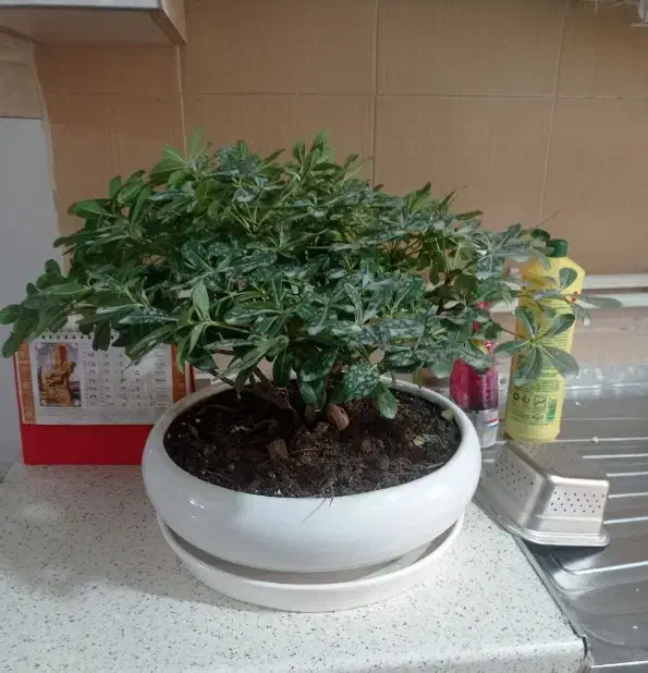 گل بنسای|گل و گیاه طبیعی|باقرشهر, |دیوار