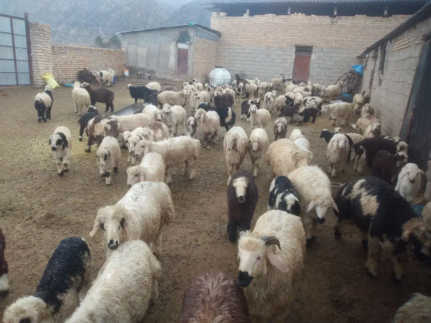 فروش ۷۰ راس بره|حیوانات مزرعه|پاسارگاد, |دیوار