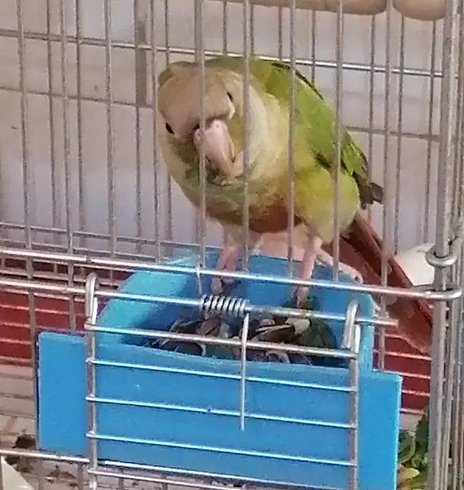 گرینچیک دستی شنبه گم کردم|حیوانات|یزد, |دیوار