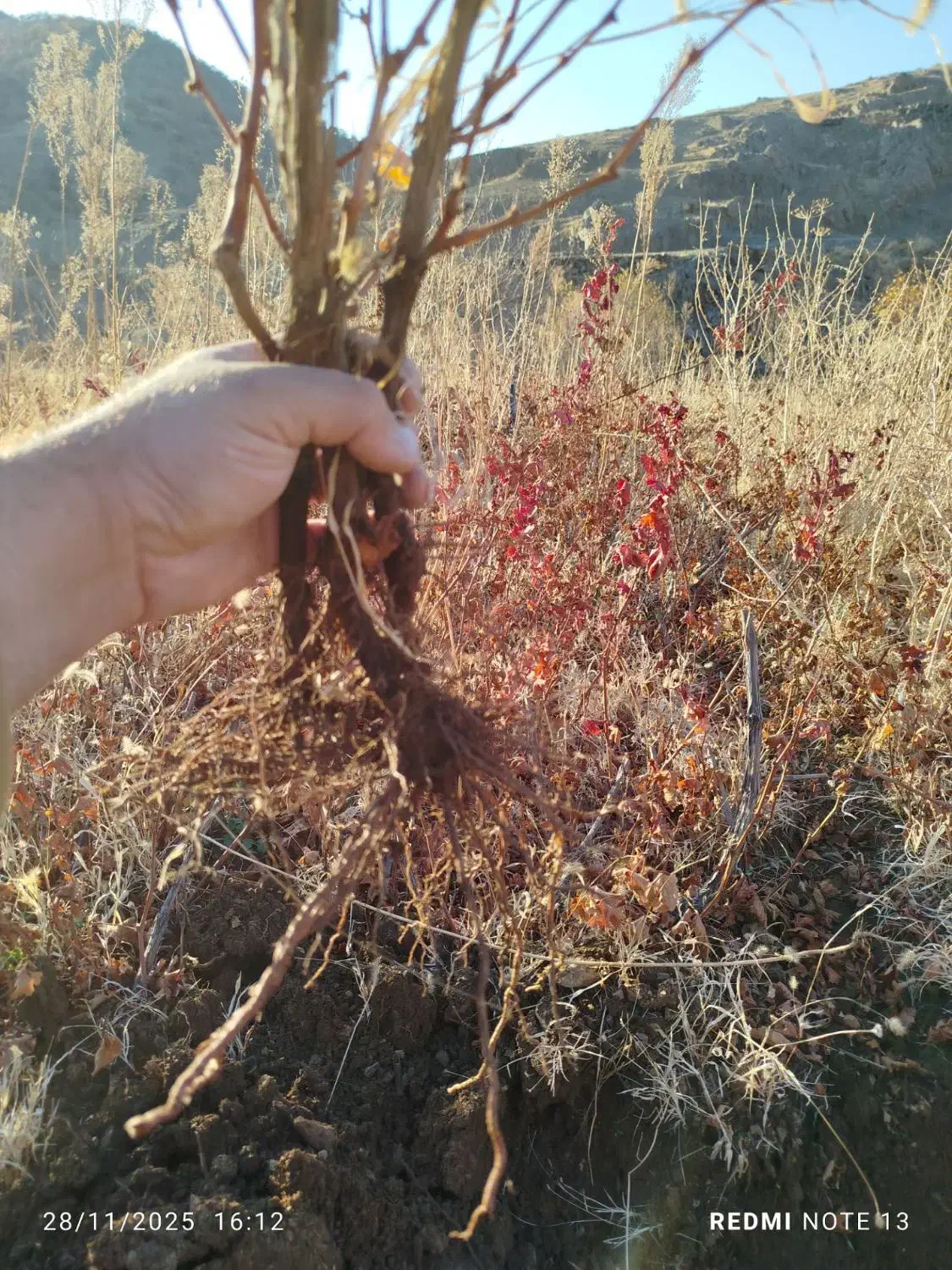 چوتک انگور سیاه برای فروش دارم|خدمات باغبانی و درختکاری|مریوان, |دیوار