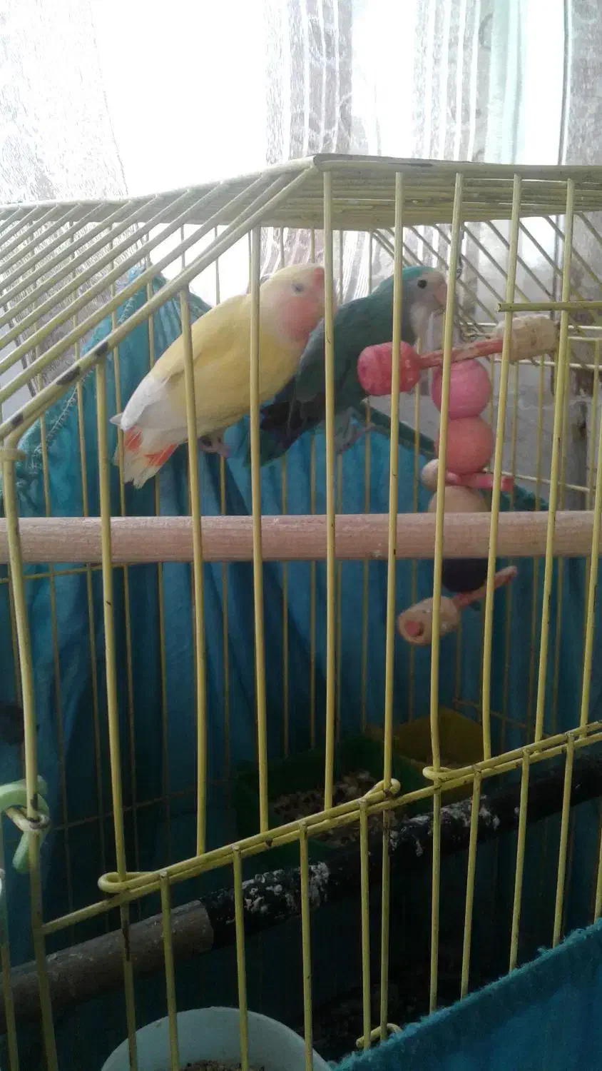 عروس هلندی|پرنده|پاکدشت, پاکدشت (مامازند)|دیوار