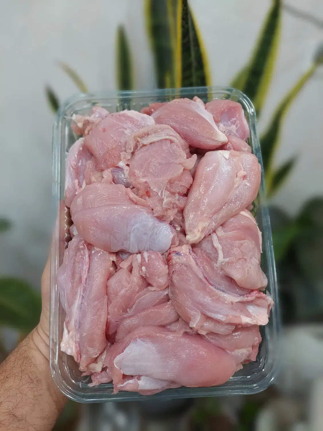 خرده گوشت بوقلمون|خوردنی و آشامیدنی|قم, پامنار|دیوار