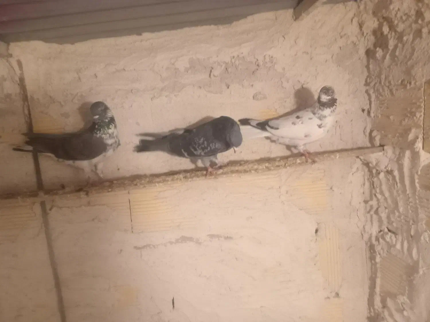 کبوتر|پرنده|اردبیل, |دیوار