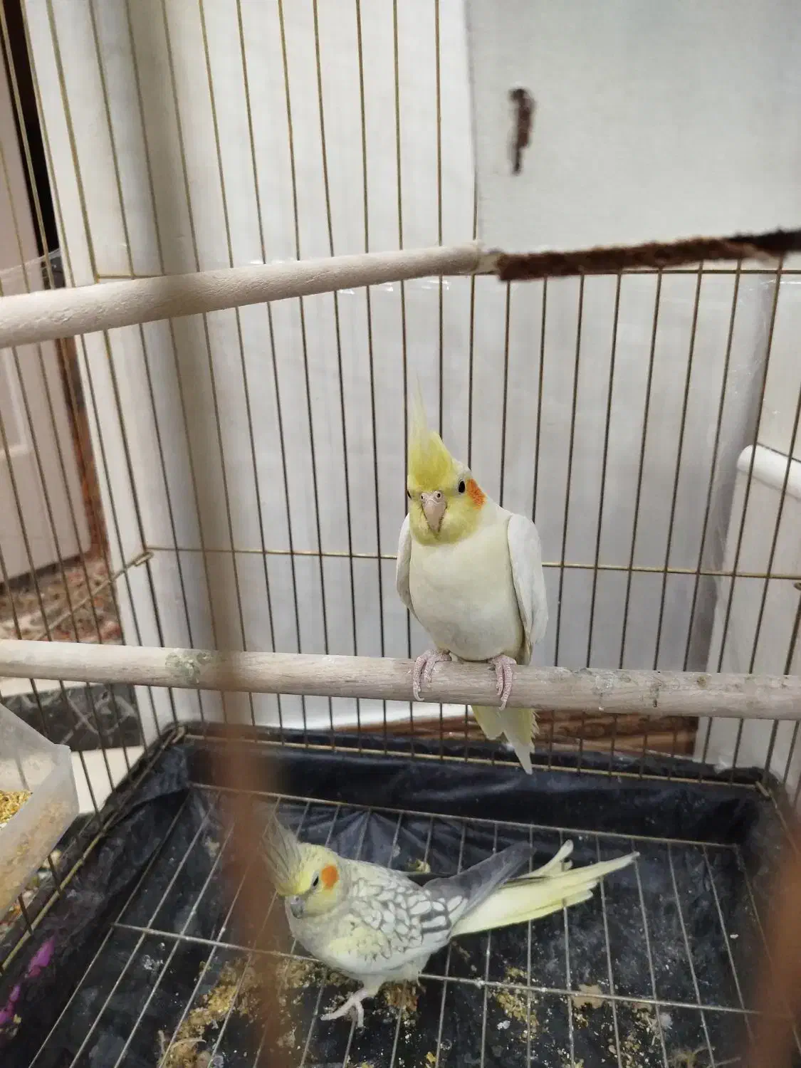 عروس هلندی|پرنده|مهربان, |دیوار