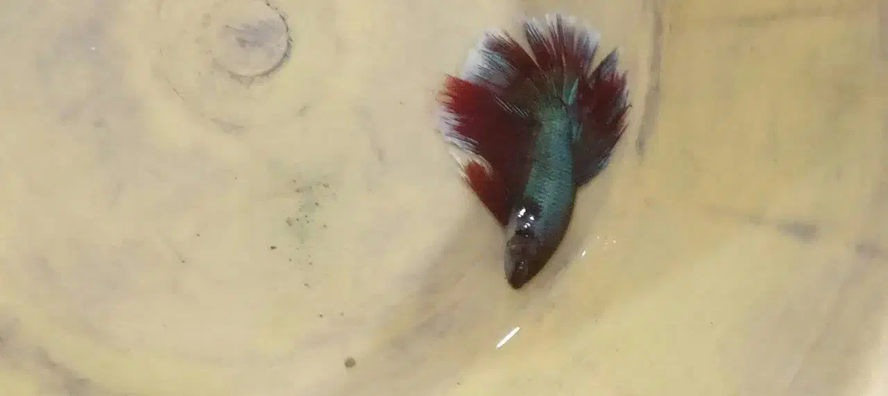 ماهی فایتر نر و ماده مولد تعداد|ماهی|مشهد, دریادل|دیوار