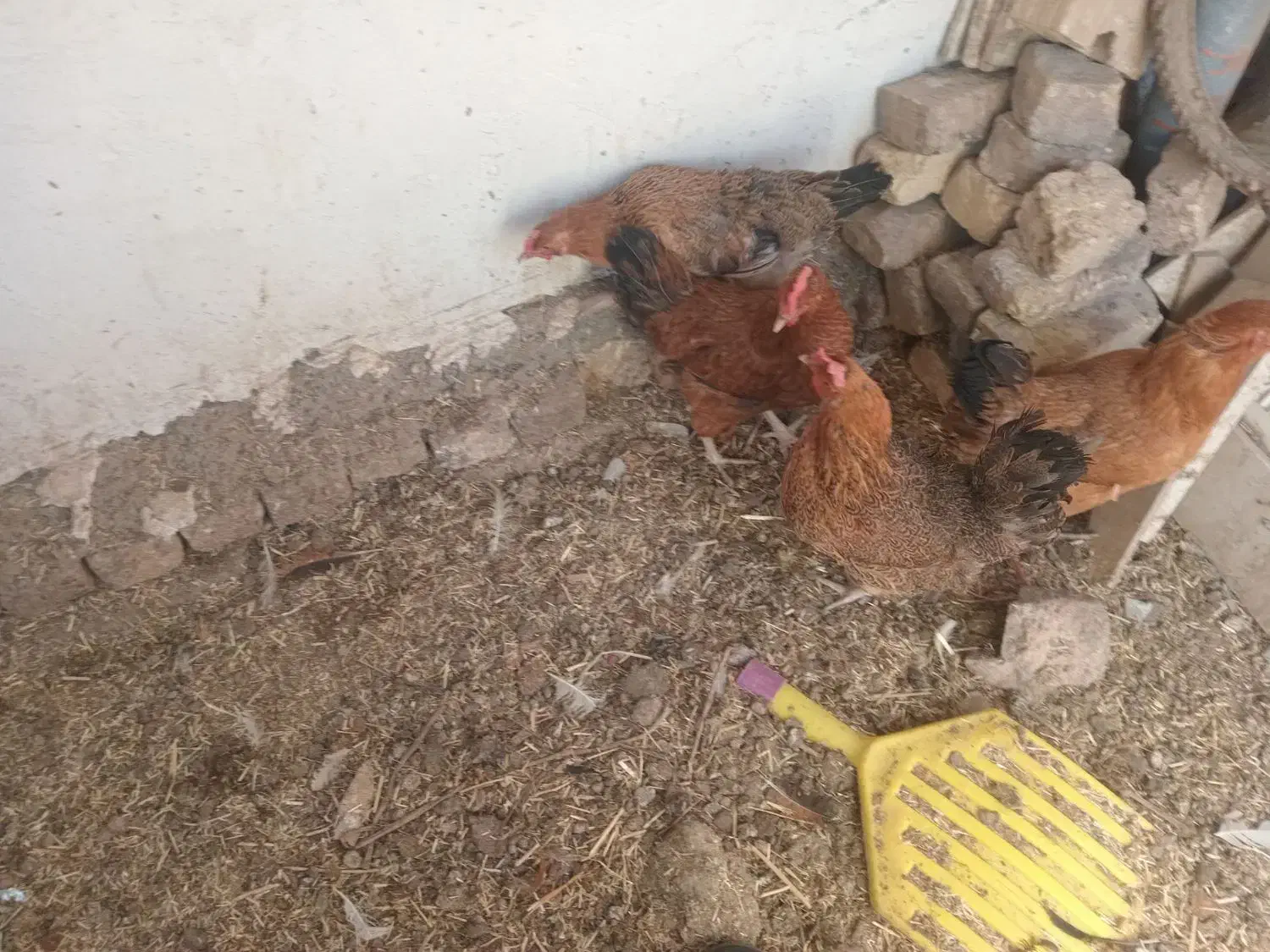 ۴عدد مرغ تخم گذار|حیوانات مزرعه|اقبالیه, |دیوار