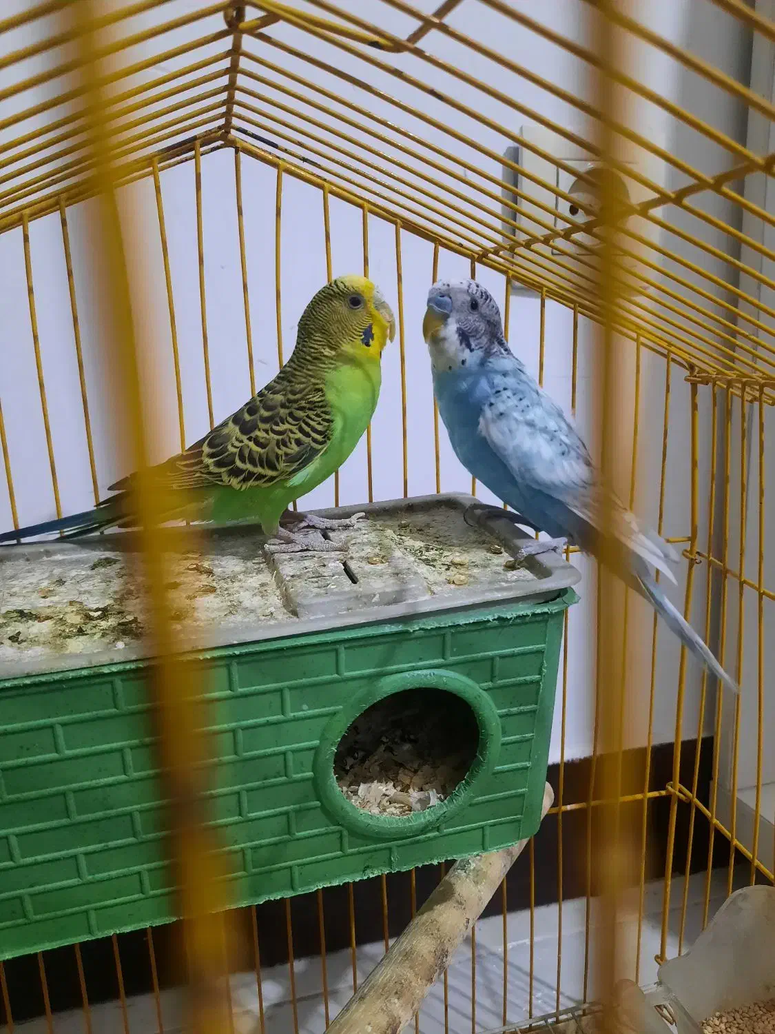 پرنده|پرنده|مشکیندشت, |دیوار