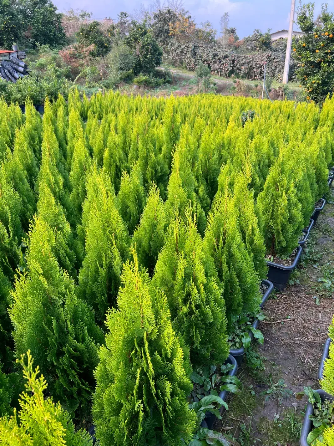 کامیس نوکدار یاس هلندی|خدمات باغبانی و درختکاری|تنکابن, |دیوار