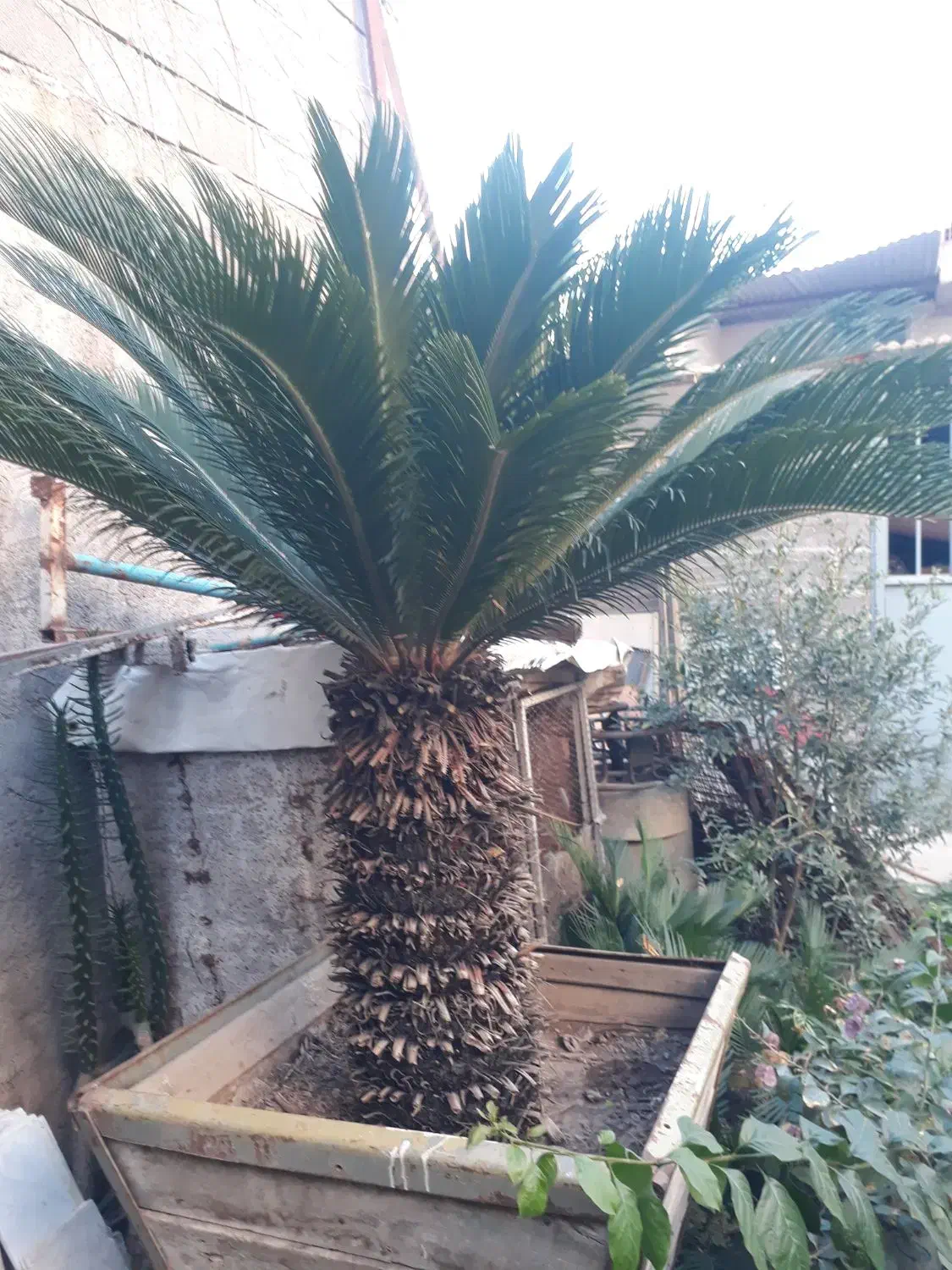 گل سیکاس بزرگ و زیبا با تنه یک متری|گل و گیاه طبیعی|مزرعه کتول, |دیوار