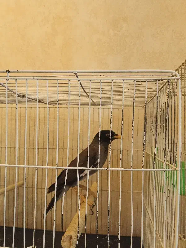 مینا سخنگو|پرنده|گلبهار, شهر جدید گلبهار|دیوار