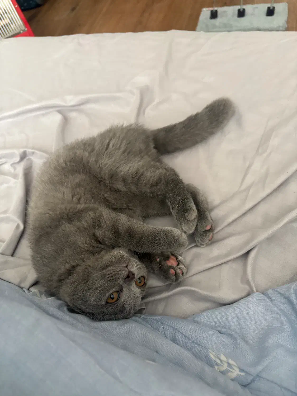 بچه گربه اسکاتیش بلو اصل|گربه|تهران, شهرک آزمایش|دیوار