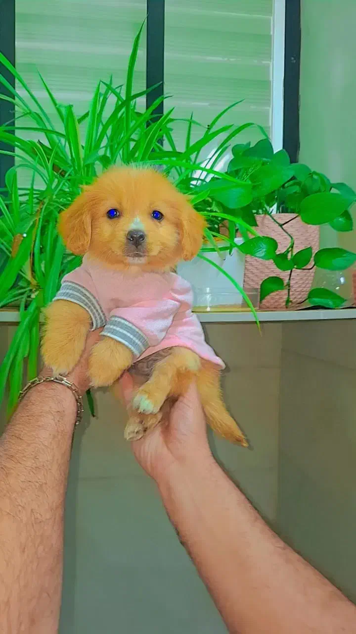 پودل پامر|سگ|رشت, دیانتی|دیوار