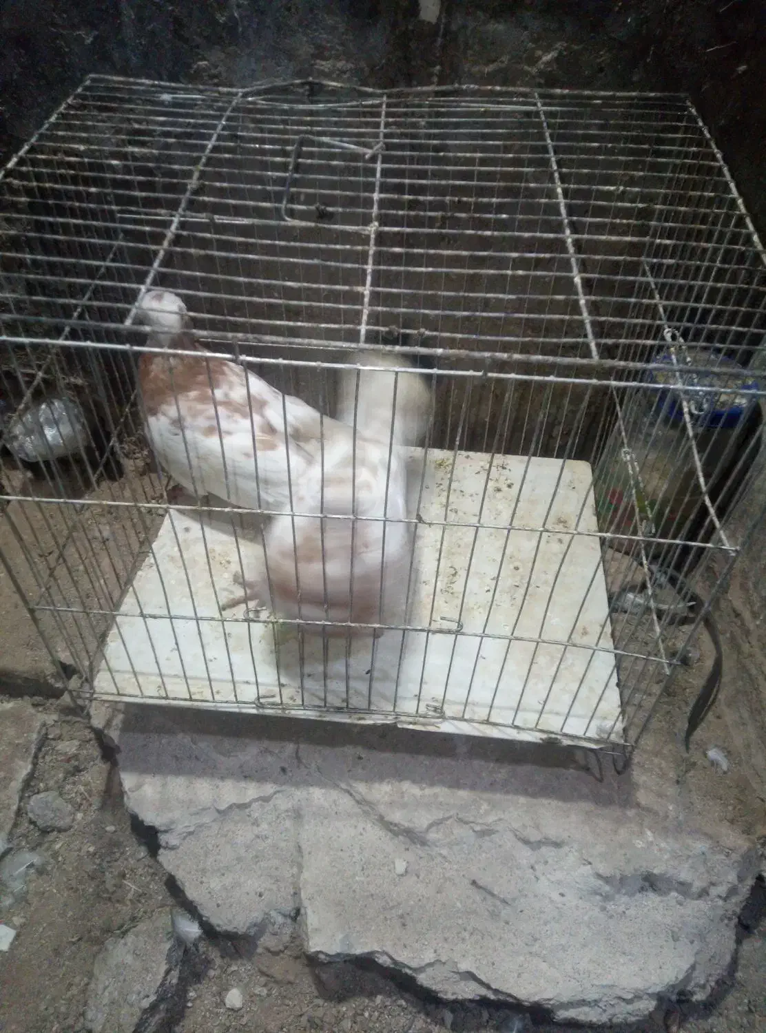 کبوتر کاکلی|پرنده|بیرجند, |دیوار