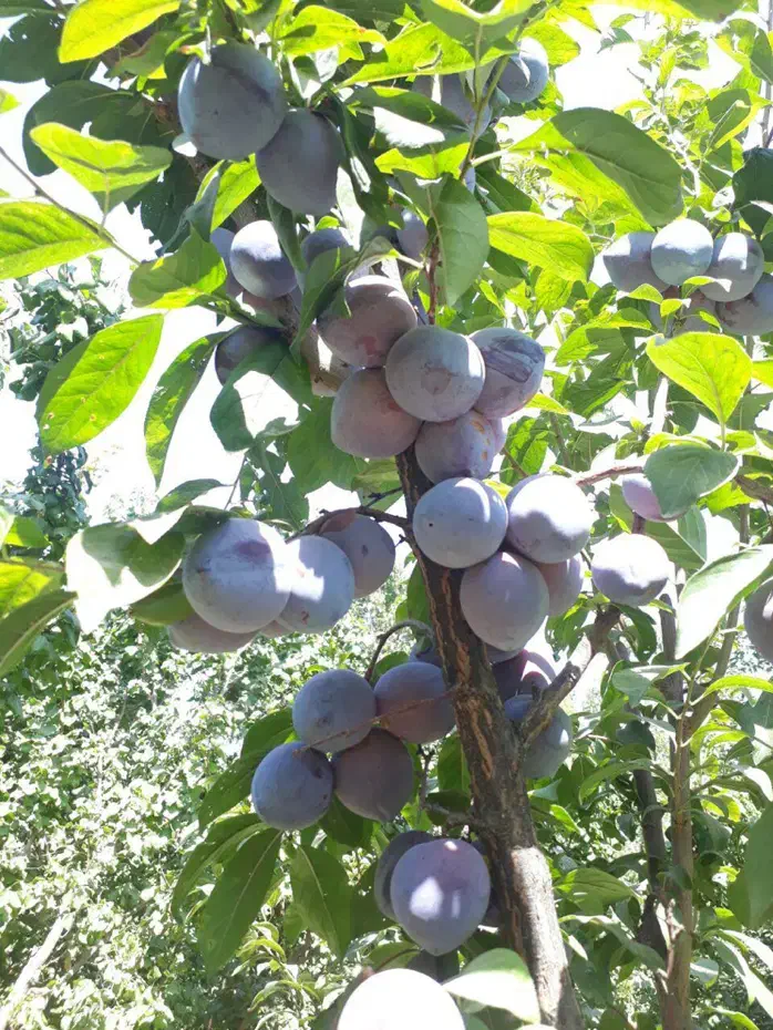 باغچه / فنسکشی/درب/درخت/آبیاری قطره ای حسن آباد|فروش خانه و ویلا|فشاپویه, |دیوار