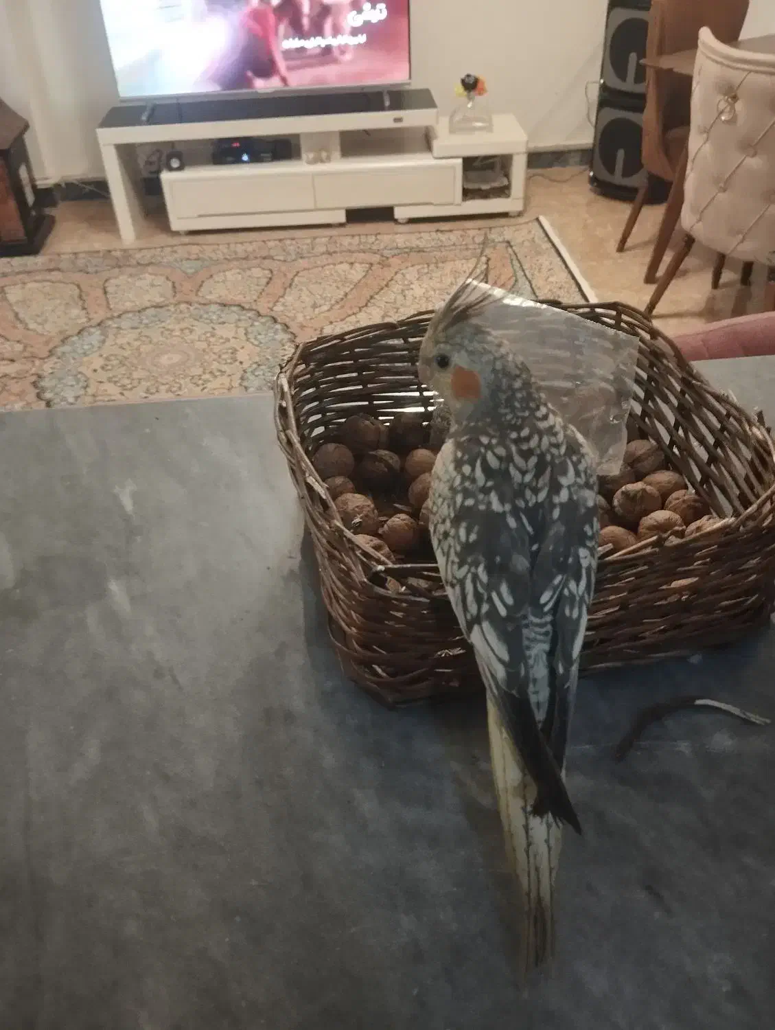 عروس هلندی|پرنده|اهر, |دیوار