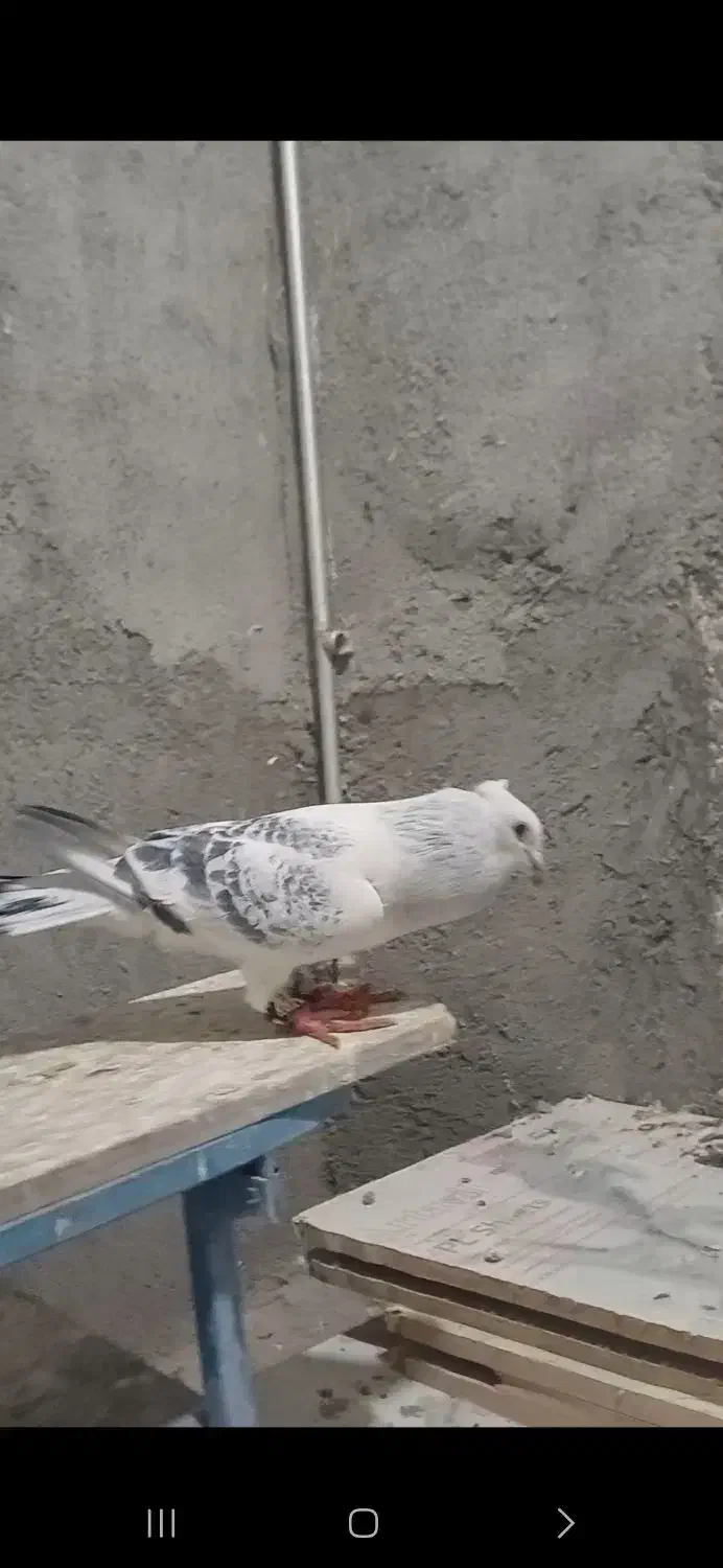 جفت کرمانی کاکلی درجه ۱|پرنده|مه ولات, |دیوار