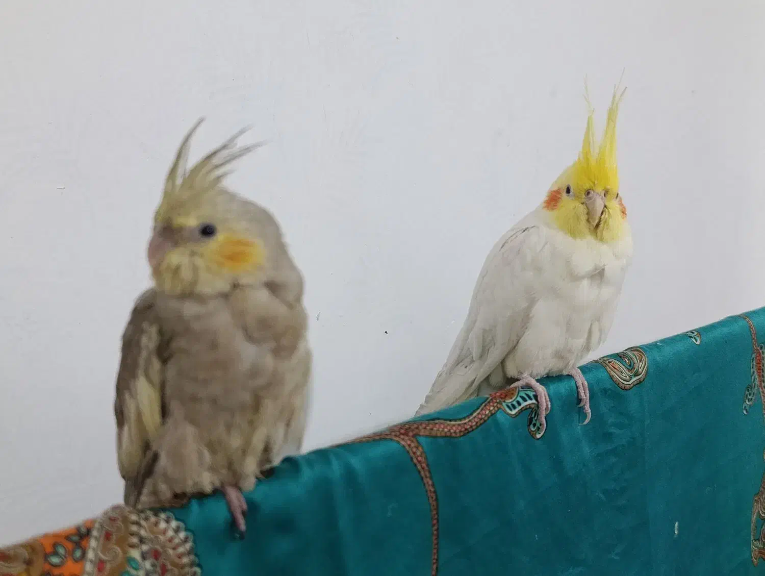 یک جفت عروس هلندی جوون بازیگوش|پرنده|مشهد, نیزه|دیوار