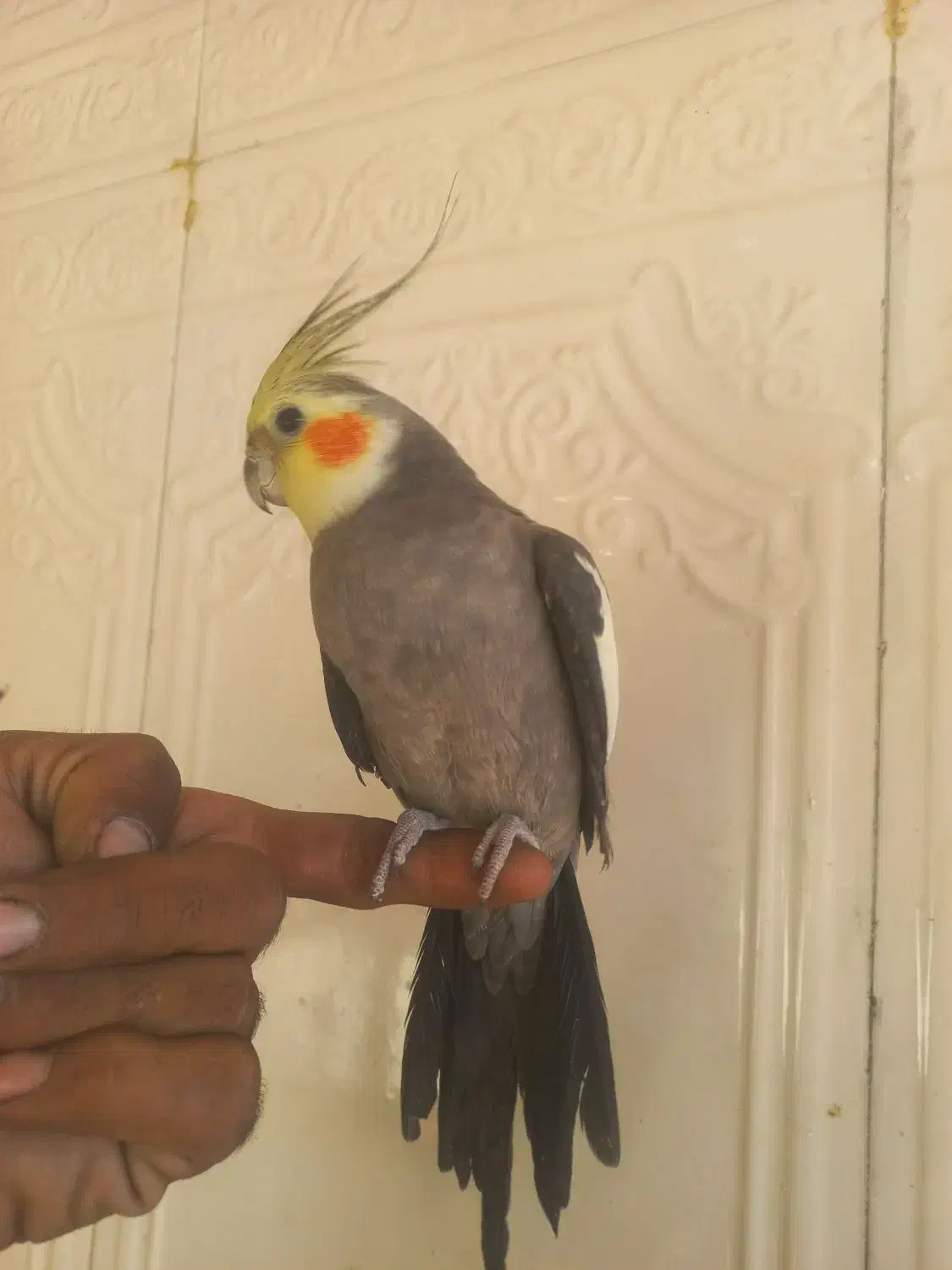 طوطی عروس هلندی سخنگو نر|پرنده|زاهدان, |دیوار