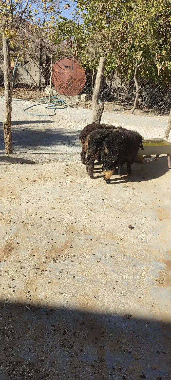 20 راس کهره ماده با چند عدد بره|حیوانات مزرعه|یاسوج, |دیوار