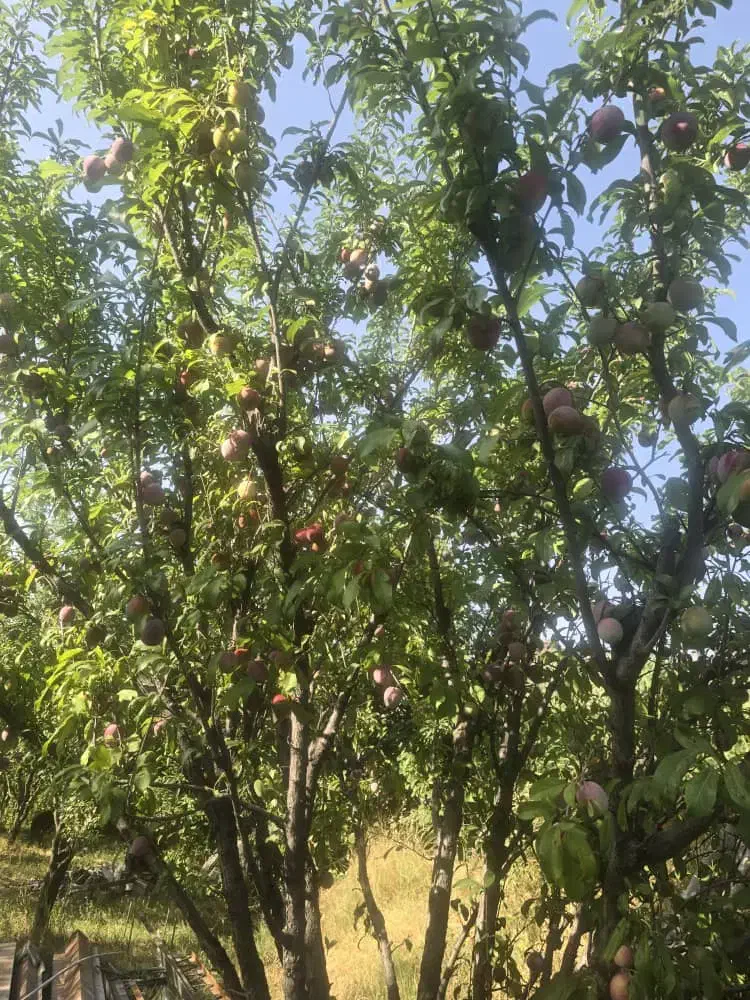 اجاره مغازه میوه فروشی|اجارهٔ مغازه و غرفه|تهران, استقلال|دیوار